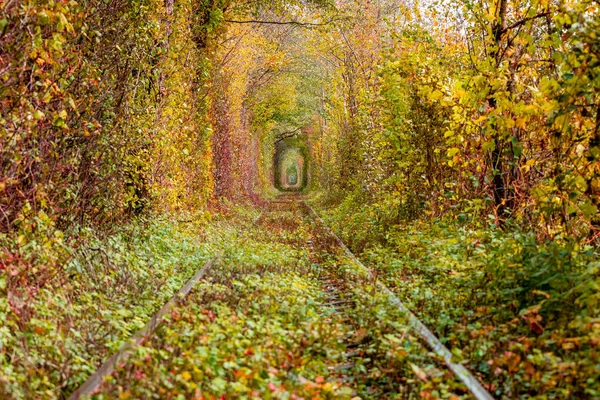 Un ferrocarril en el túnel del bosque otoñal del amor —  Fotos de Stock