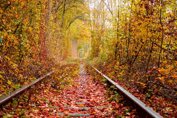 Eine Eisenbahn im herbstlichen Waldtunnel der Liebe — Stockfoto