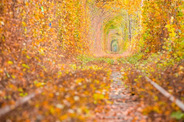 Uma estrada de ferro no túnel de floresta de outono de amor — Fotografia de Stock