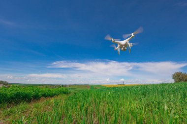 Dron kuad helikopteri yeşil mısır tarlasında
