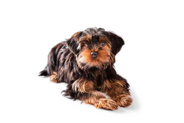 Aranyos kiskutya a Yorkshire Terrier fekszik fehér háttér — Stock Fotó