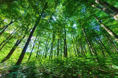 Farklı ağaçları olan güzel bir yaz ormanı