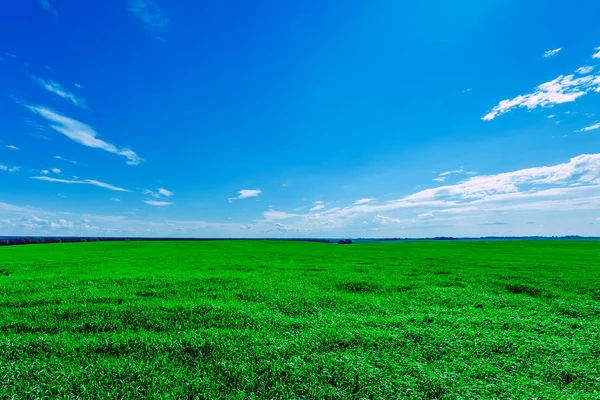 Grüne Wiese und schöner Sonnenuntergang — Stockfoto