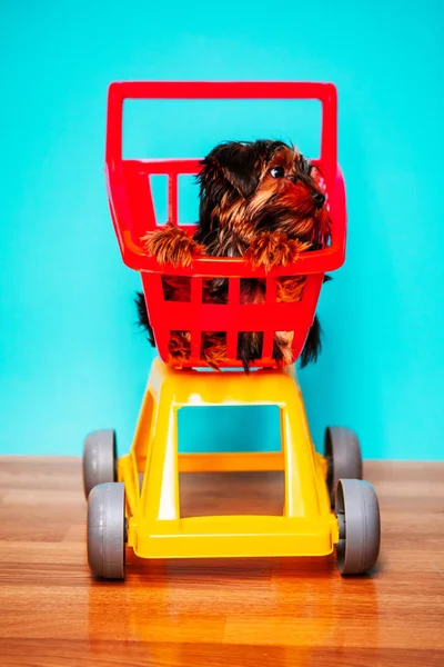 青い背景のショッピングカートに座っている子犬の犬 — ストック写真