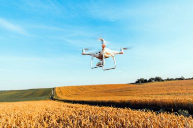 Dron kuad helikopteri yeşil mısır tarlasında