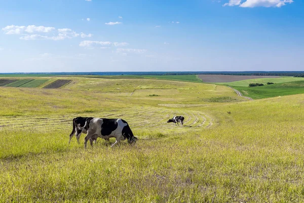 Cows Yellow Field Blue Sky — Stock Photo, Image
