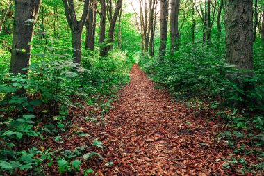 Orman ağaçları. doğa yeşil ahşap güneş ışığı arka planı