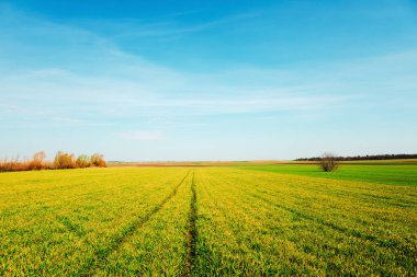 Yeşil Alan ve Güzel Gün Batımı