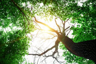 Orman ağaçları doğa yeşil ahşap güneş ışığı arka planı