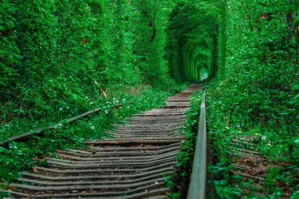 Uma Ferrovia Floresta Primavera Túnel Amor Árvores Verdes Ferrovia — Fotografia de Stock