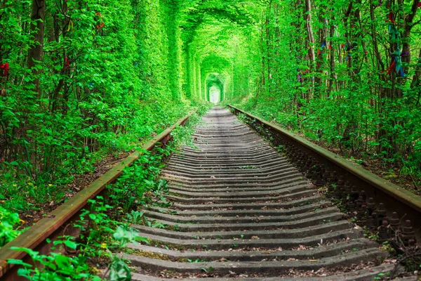 Uma Ferrovia Floresta Primavera Túnel Amor Árvores Verdes Ferrovia — Fotografia de Stock