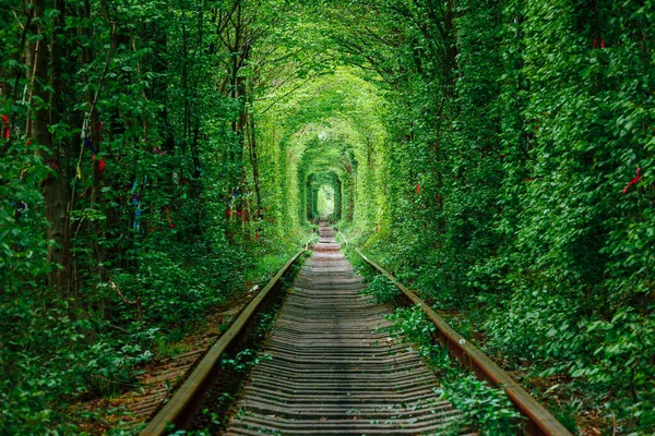 Una Ferrovia Nella Foresta Primaverile Tunnel Dell Amore Alberi Verdi — Foto Stock
