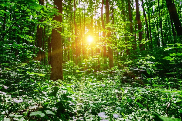 Schöner Sommerwald Mit Verschiedenen Bäumen — Stockfoto