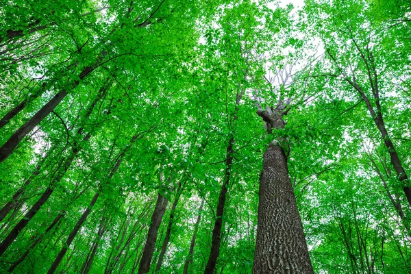 Foresta Alberi Natura Verde Legno Luce Del Sole Sfondi — Foto Stock