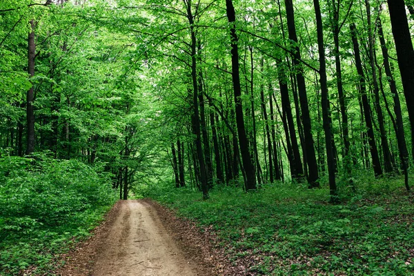 Лісові Дерева Природа Зелене Дерево Сонячний Фон — стокове фото