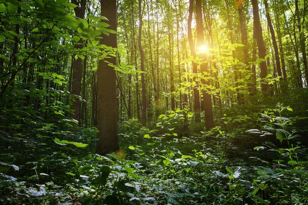 Prachtig Zomers Bos Met Verschillende Bomen — Stockfoto