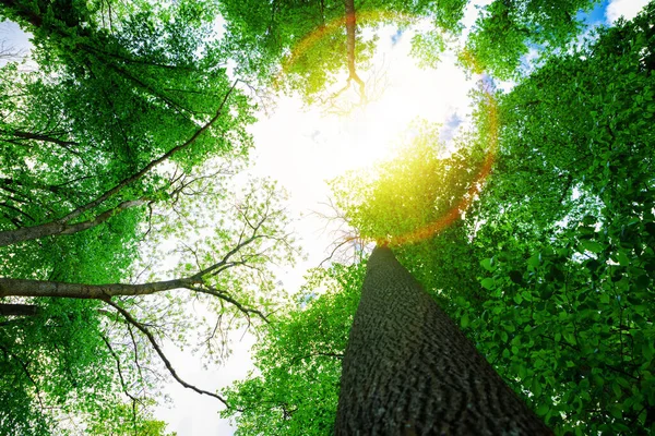 Floresta Árvores Natureza Verde Madeira Luz Solar Fundo — Fotografia de Stock