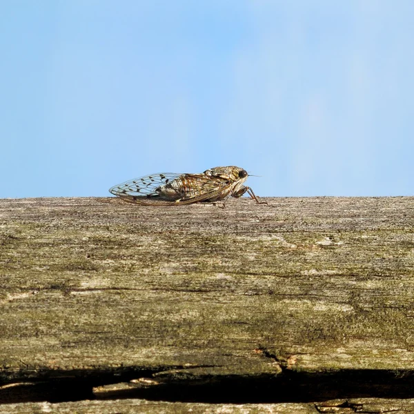 Bir direğe oturan ağustosböceği — Stok fotoğraf