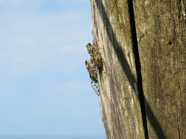 Cicada sentado em um poste — Fotografia de Stock