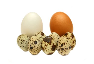 Bir aile. Tavuk ve Bıldırcın yumurta 