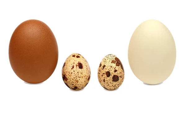 A family. Chicken and quail eggs — Stock Photo, Image