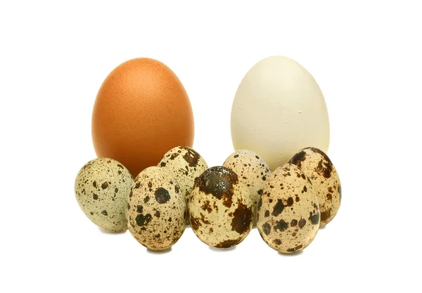 En familj. Kyckling och vaktel ägg — Stockfoto