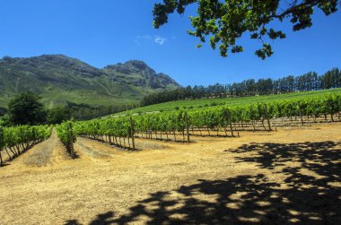 Üzüm çiftlik Cape Town. Güney Afrika