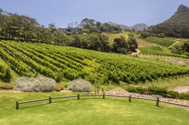 Üzüm çiftlik Cape Town. Güney Afrika