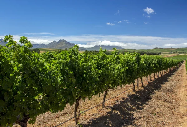 Granja Uvas Ciudad Del Cabo Sudafrica — Foto de Stock