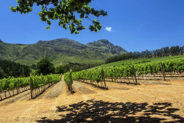 Granja Uvas Ciudad Del Cabo Sudafrica — Foto de Stock