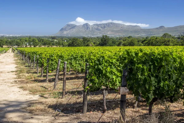 Granja Uvas Ciudad Del Cabo Sudafrica — Foto de Stock