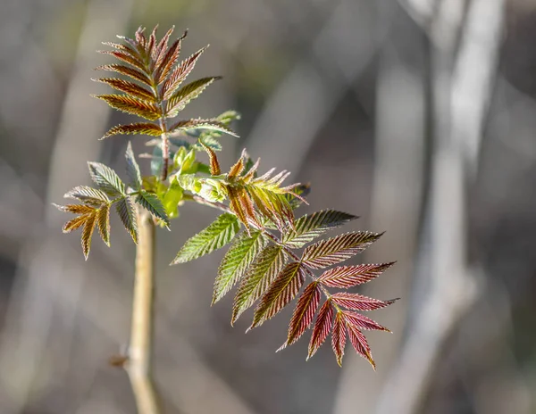 Young Shoots Spring Leaves Flowers Trees Shrubs — Stock Photo, Image