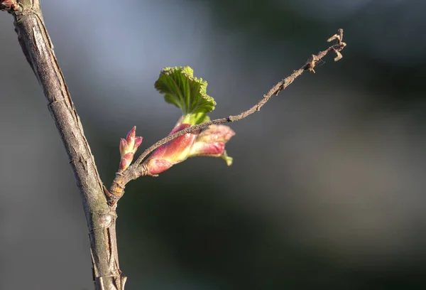 Young Shoots Spring Leaves Flowers Trees Shrubs — Stock Photo, Image