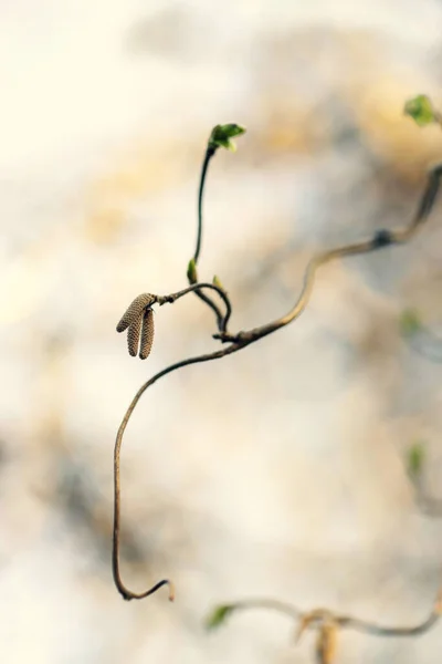 Botanik Bahçesindeki Fındık Dalları — Stok fotoğraf
