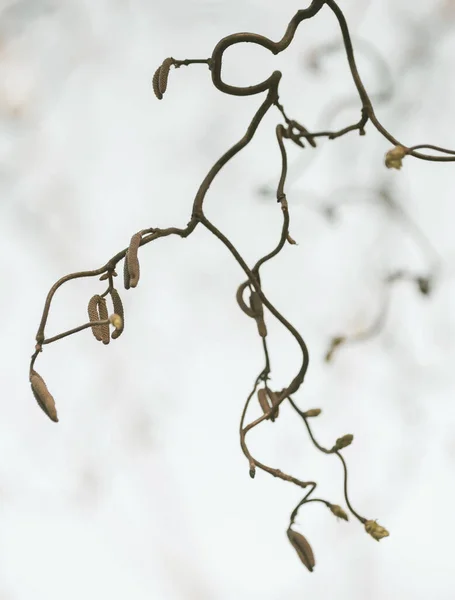 Grenar Hassel Contort Botanisk Trädgård — Stockfoto