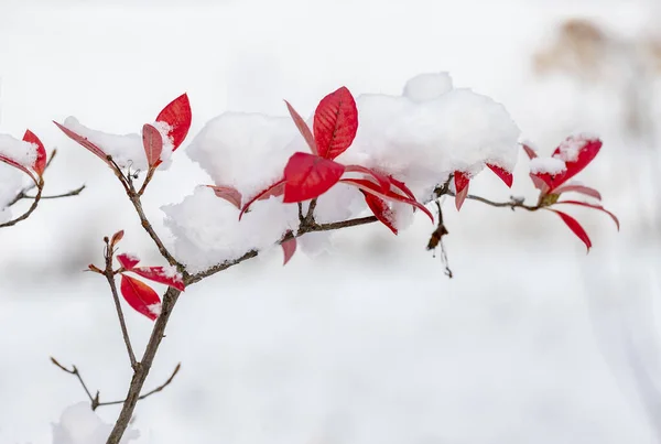 Mixture Winter Autumn Spring Snow Red Leaves Bush — Stock Photo, Image