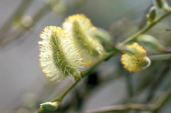 Giovani Germogli Foglie Primaverili Fiori Alberi Arbusti — Foto Stock