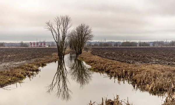 Árvore Solitária Campo Nas Margens Canal — Fotografia de Stock