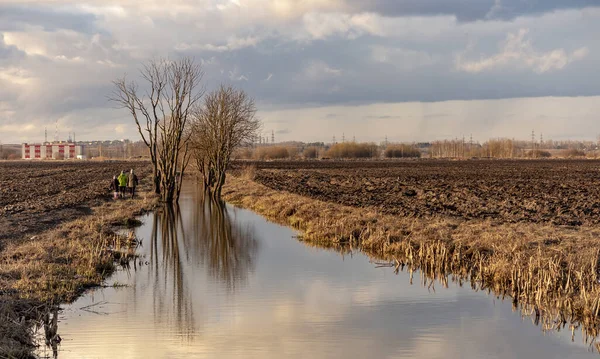 Árvore Solitária Campo Nas Margens Canal — Fotografia de Stock