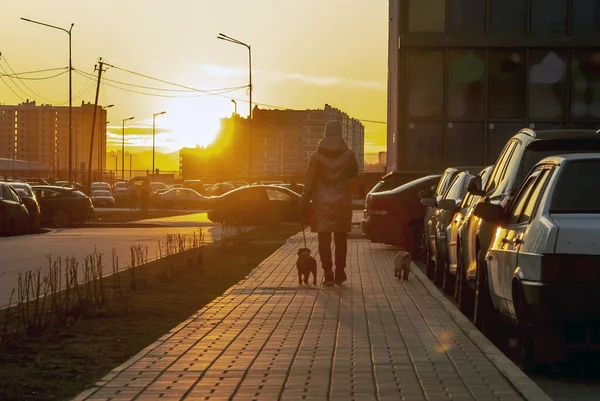 Μια Γυναίκα Περπατάει Ένα Σκύλο Στο Πεζοδρόμιο Ηλιοβασίλεμα — Φωτογραφία Αρχείου
