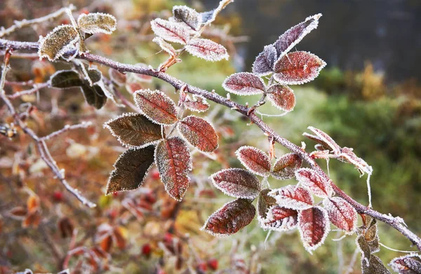 Frost piros levelek, fagyott levelek — Stock Fotó
