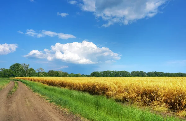 Дорога по полях з пшеницею — стокове фото