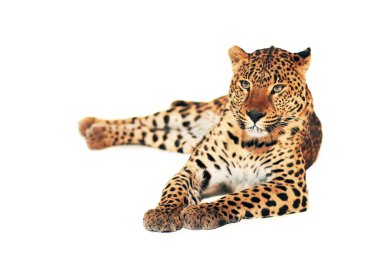 leopar, panthera pardus, beyaz zemin üzerine