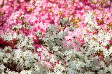 Rododendron çiçekleri güneş ışığında kapanıyor. Çiçeklerin arkaplanı.