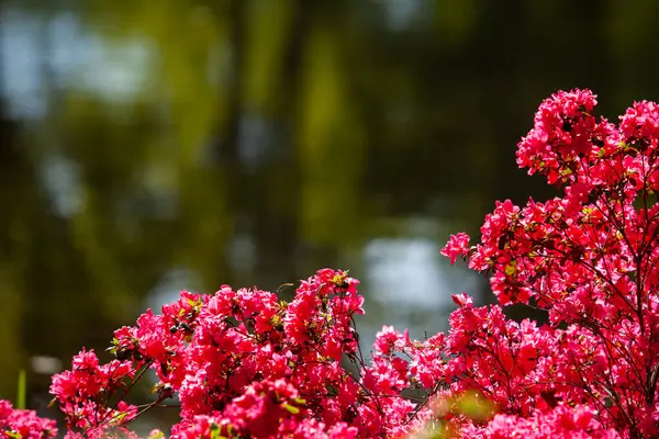 Rhododendron flowers close in the sunlight. Background of flowers. — Stock Photo, Image