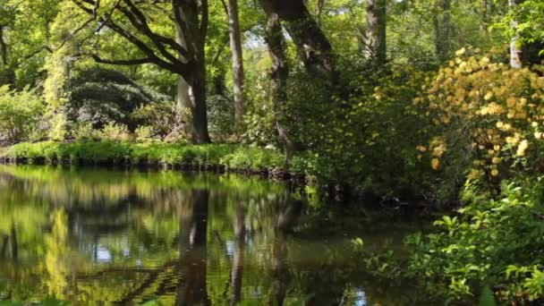 Jarní krajina s rybníkem a květinami Rododendron. — Stock video