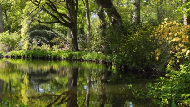 Paisagem de primavera com lagoa e flores Rhododendron . — Vídeo de Stock