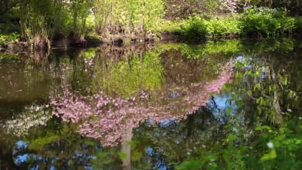 Spring landscape with pond and Rhododendron flowers. — Stock Video