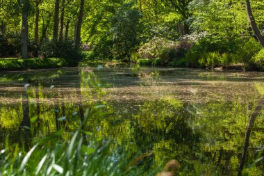 Halka açık bir parkta gölet, ağaçlar ve yeşil çimenler.