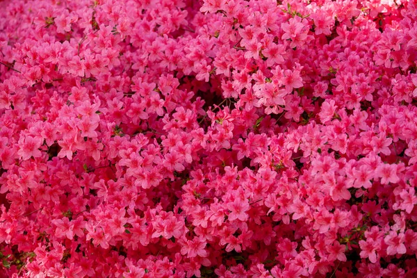 Rhododendron bloemen sluiten in het zonlicht. Achtergrond van bloemen. — Stockfoto